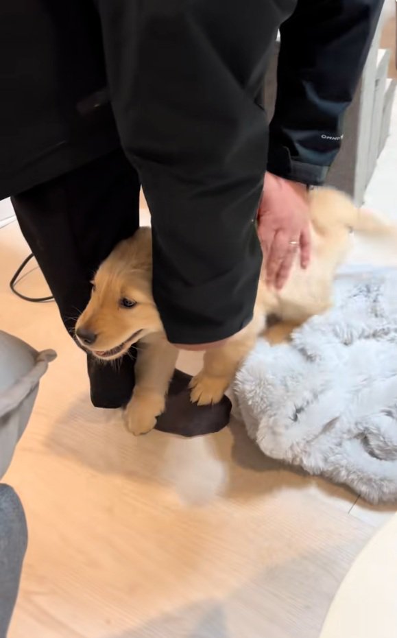 パパの足をすり抜けるかんくろう君