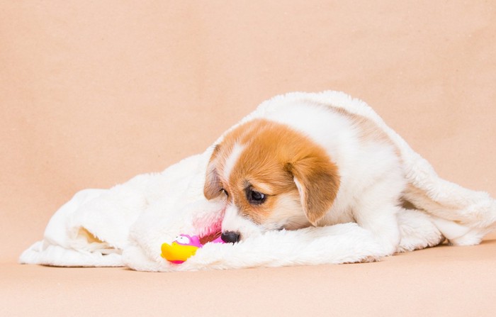 おもちゃで遊ぶ子犬