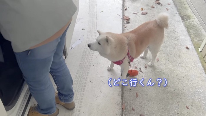 あいちゃん、お散歩へ