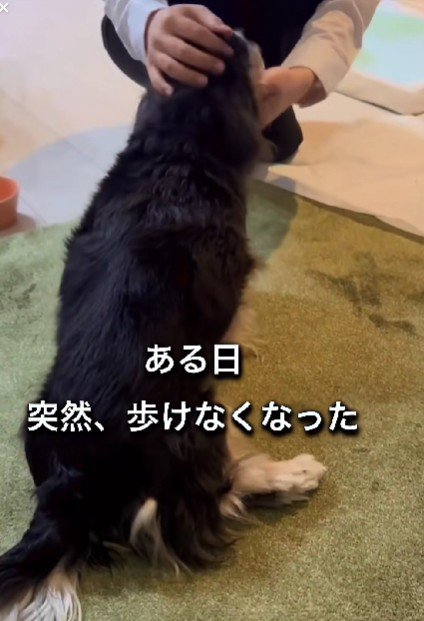 突然歩けなくなった鈴ちゃん