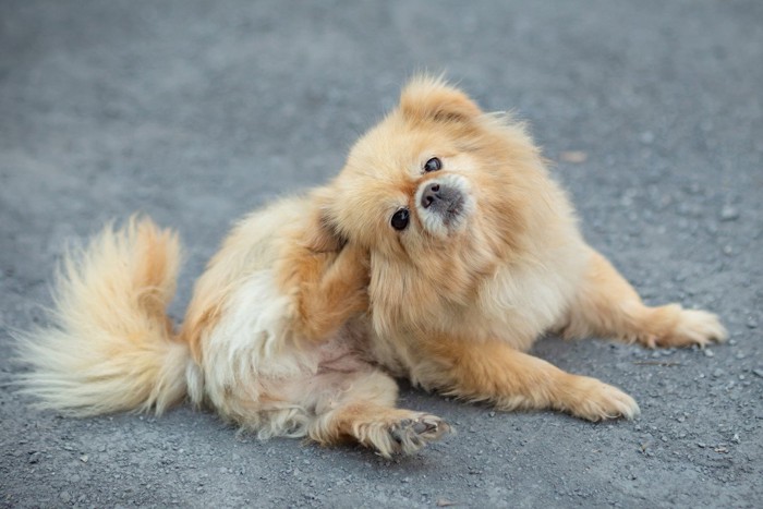 耳をかく犬