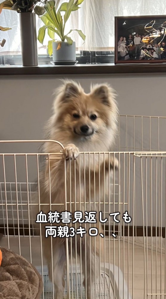 サークルに手をかけて立ち上がる小型犬