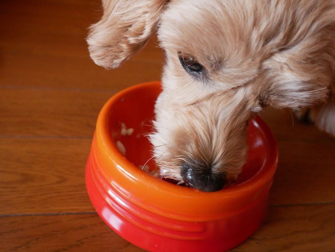 フードボウルに入ったご飯を食べている犬