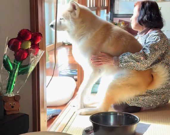秋田犬が抱っこされてる!?