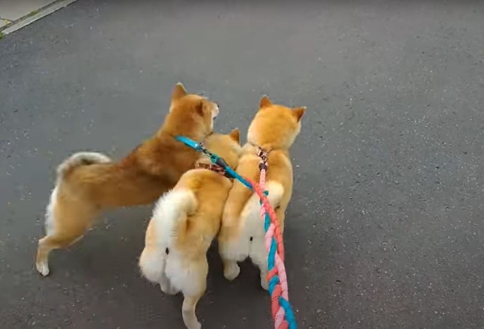 猫と犬たちの頭