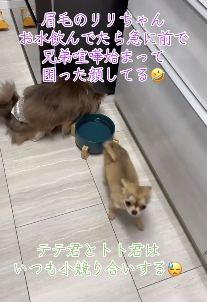 その場から離れていく犬