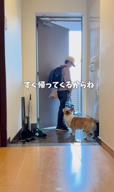お兄ちゃんが学校に行った後のココちゃん＆ナッツちゃん5