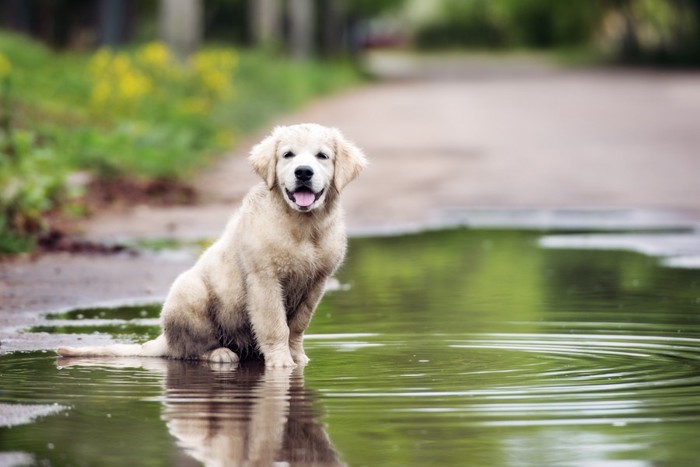 犬と水たまり