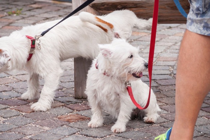 おしっこをする2匹の犬