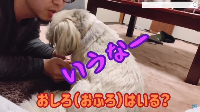 犬パンチするてんぽさん