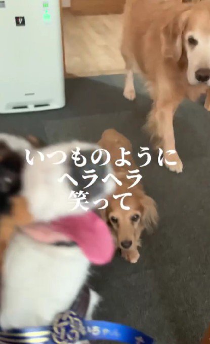 「カイちゃん帰ってきたの？」