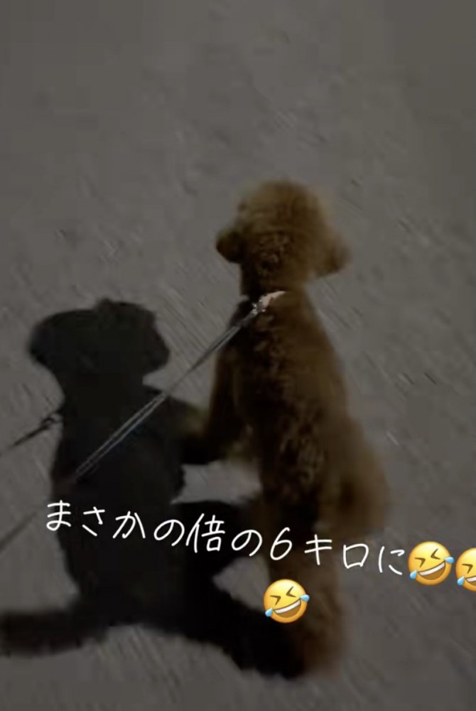 お散歩をエンジョイ