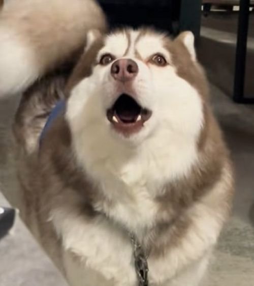 飼い主さんの職場にきたブルちゃん6