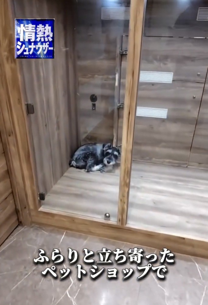 小部屋の隅で丸くなる犬