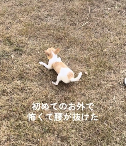 芝生に伏せる犬