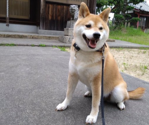 可愛すぎる