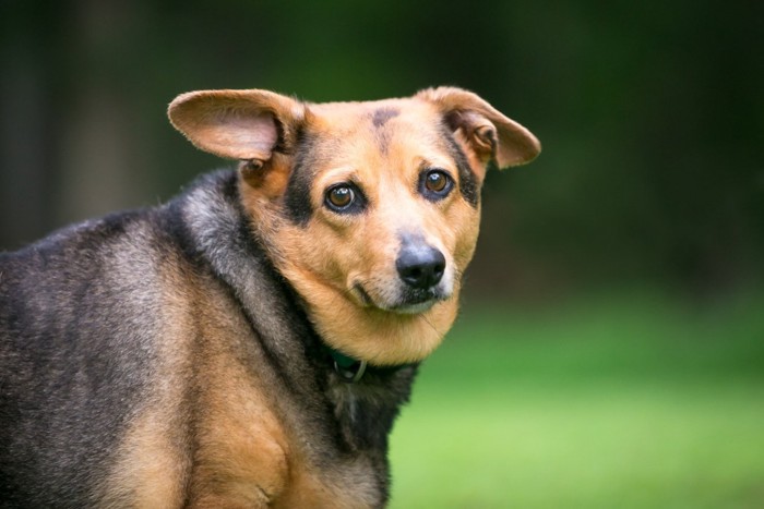 肥満の犬のクローズアップ