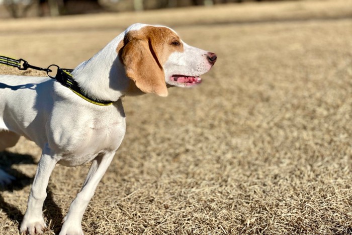 吠える犬