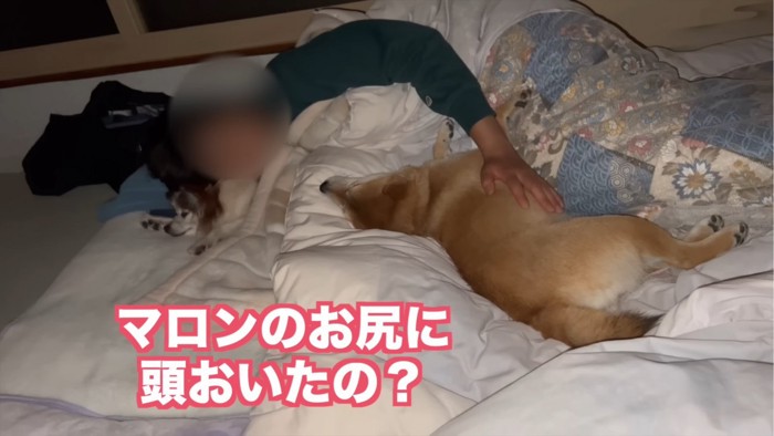 眠る犬