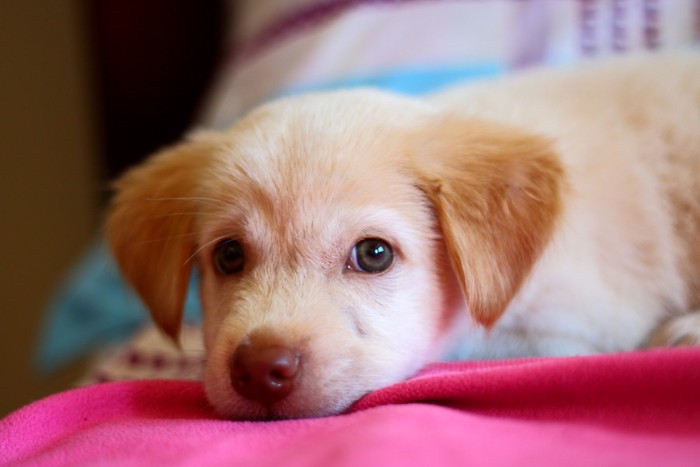 ベッドで伏せている犬