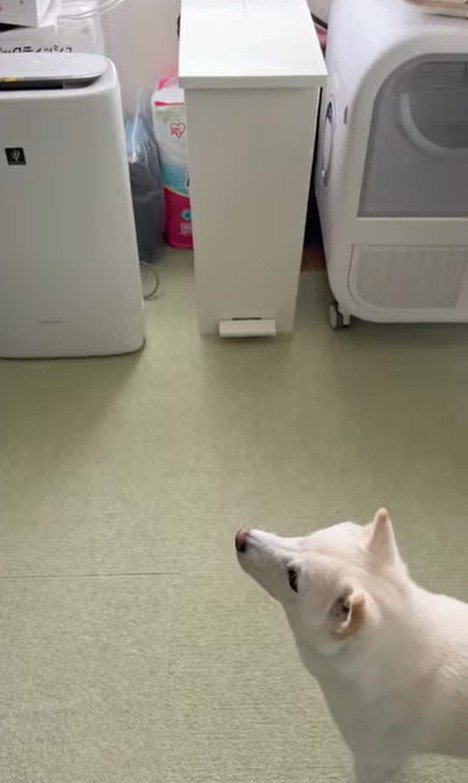 おまめちゃんと赤ちゃんの別れ9