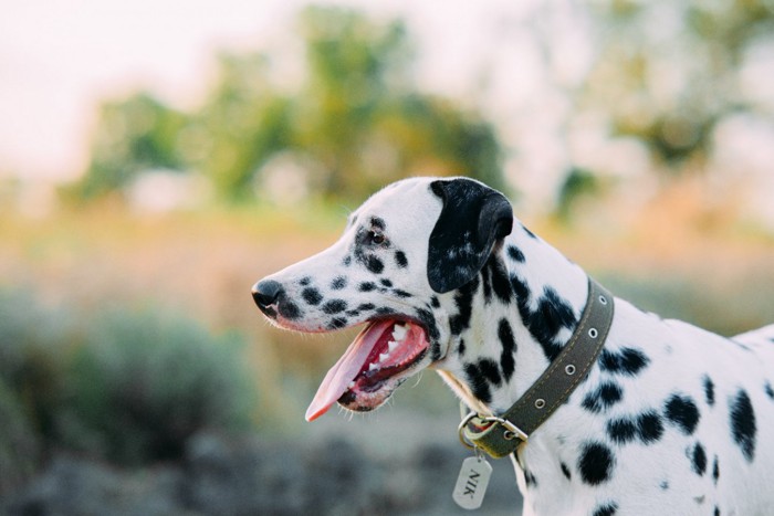 名前札をつけた犬