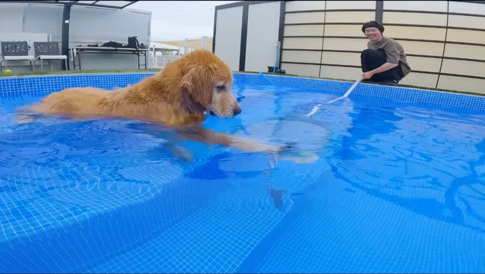 水の中に沈んでいるオモチャに前足を伸ばす茶色い犬