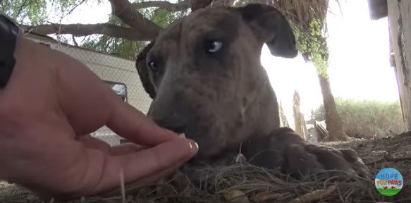 地面に伏せて食べる犬