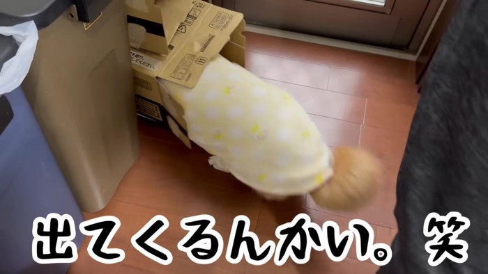 あっさり出てきた