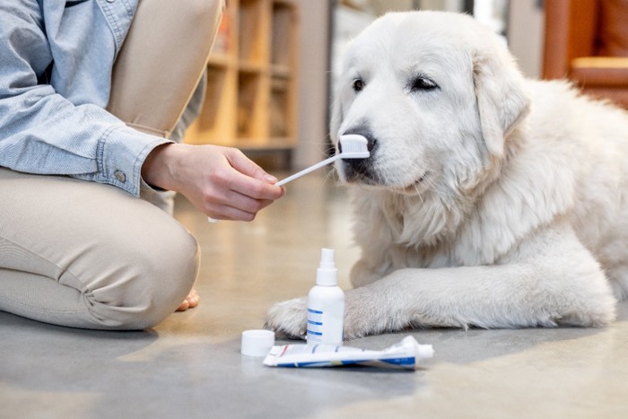 歯磨きペーストのニオイを嗅ぐ犬