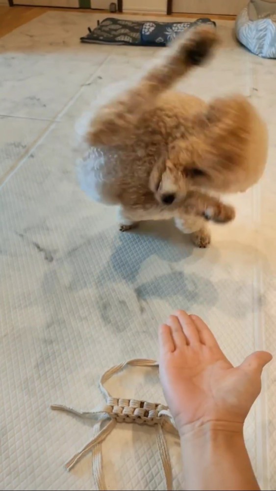 90度に体をひねるトイプー