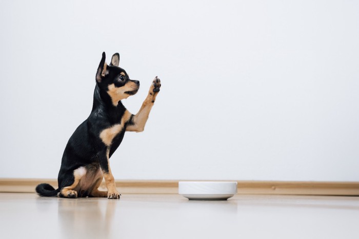 食器の前に座って片手を挙げながらおねだりする犬