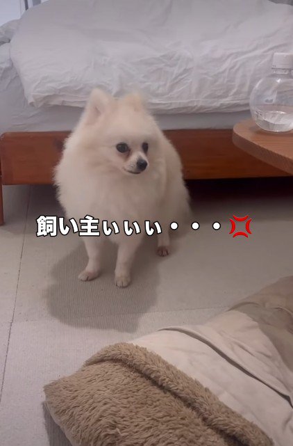 「飼い主さんをどこへやったの！？」