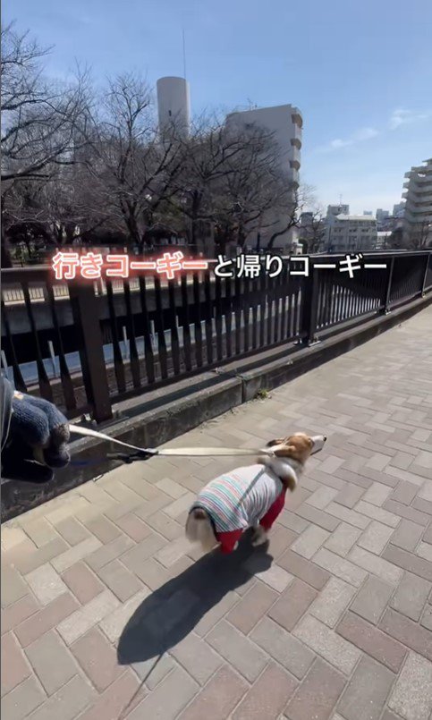 カイくんのお散歩時のテンション差2