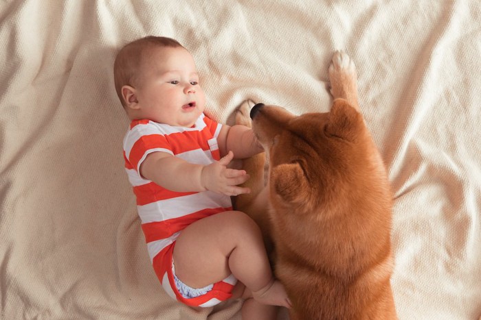 寝ている赤ちゃんに寄り添う柴犬