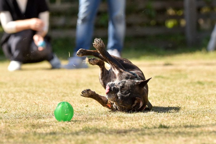 遊んでいる最中に転ぶ犬