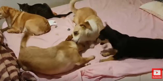 犬・猫仲間と