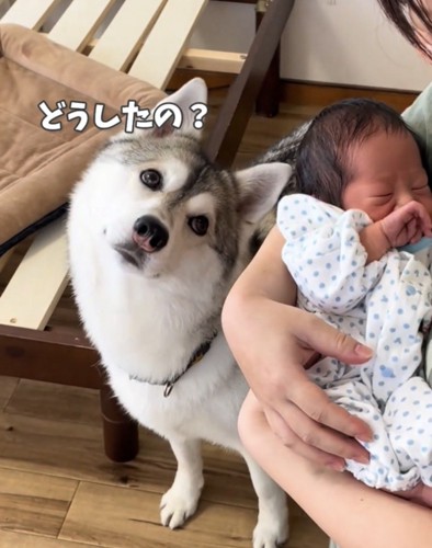 首をかしげる犬