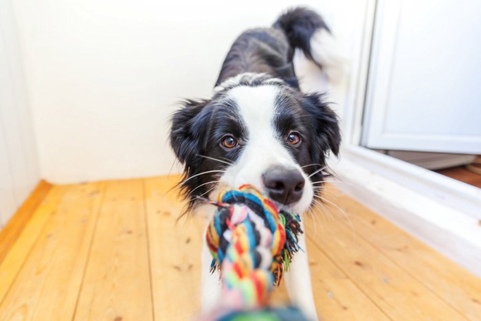 ロープのオモチャで遊ぶ犬