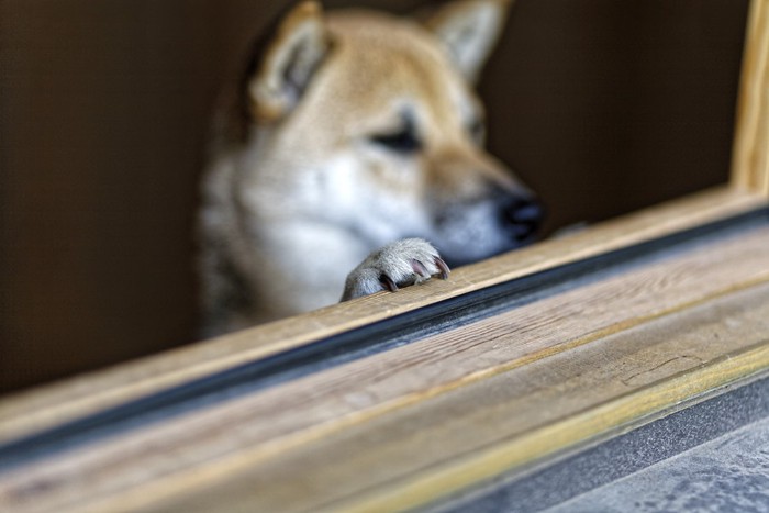 窓から外を眺める柴犬