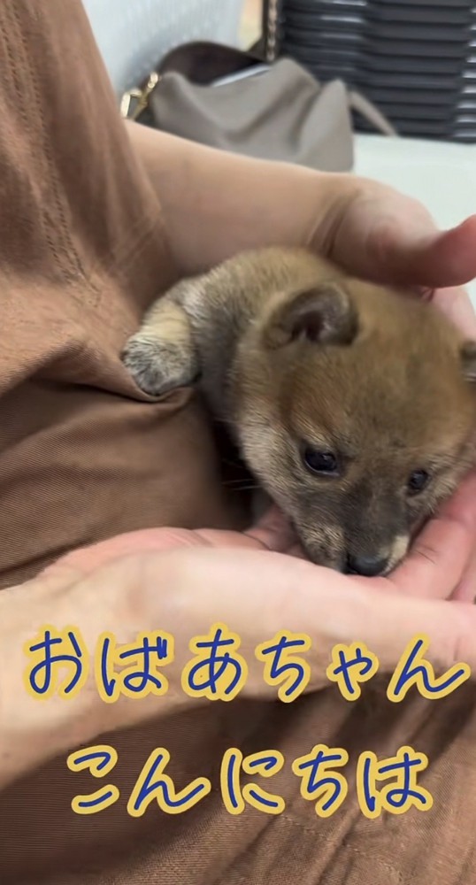 膝の上に乗る犬