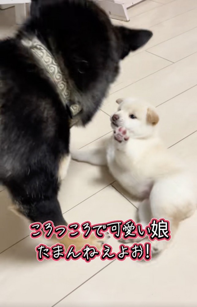 尊いピンク色の肉球…