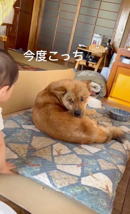 赤ちゃんをふり返る犬