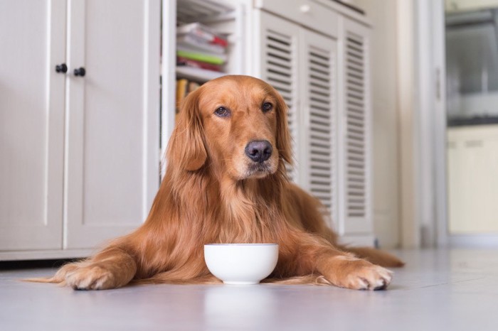 ご飯を食べる犬