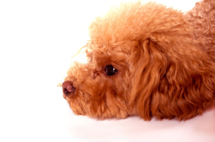 ぐったりする犬