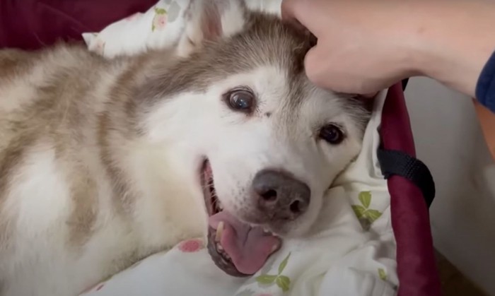 笑った母犬のアップ