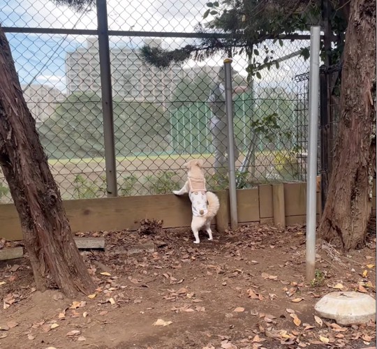 野球が気になるうりちゃん