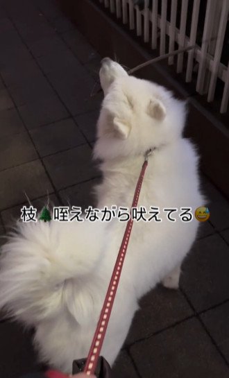 口に枝を加えた白い犬1