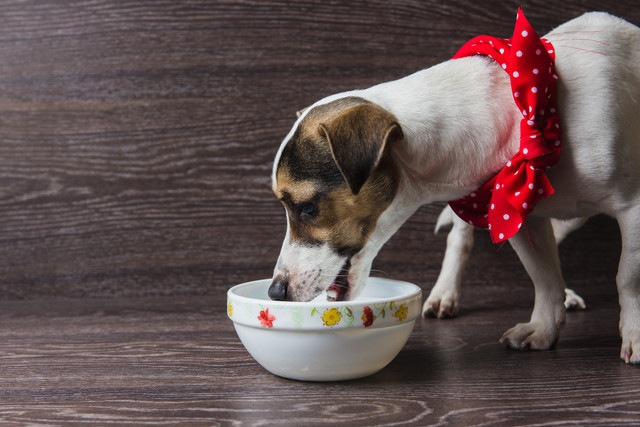 バンダナを巻いた犬