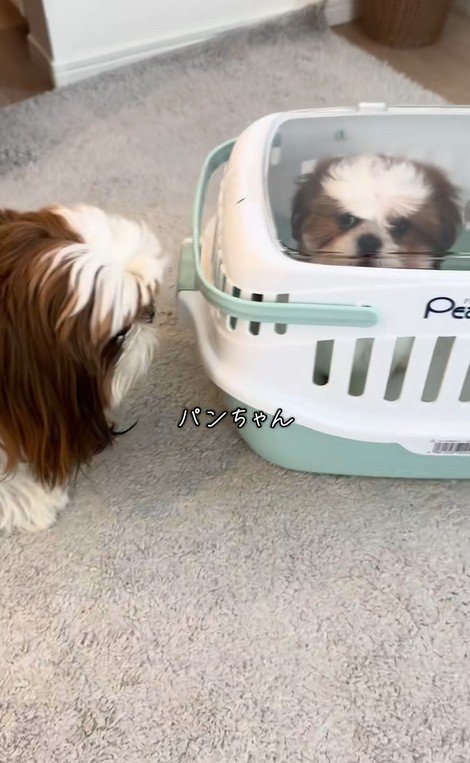 パンちゃん＆コメちゃん